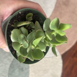 Jade plant (Crassula ovata)