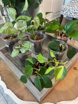 Houseplant Cuttings and Starter Plants