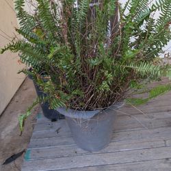 Fern Plants
