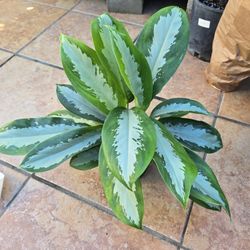 Aglaonema Silverado 