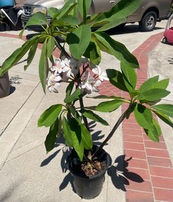 Plumeria