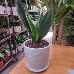 Snake Plant Whitney