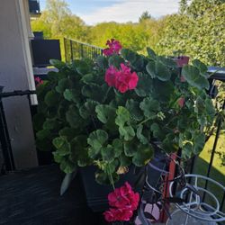 Flower (Without a pot)