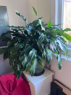 Large Peace Lily with Ceramic Pot