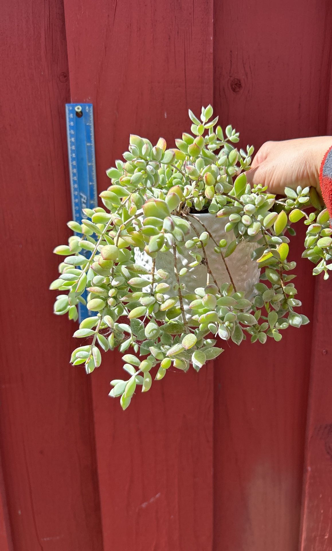 Succulent Plant 5.5” Ceramic Pot