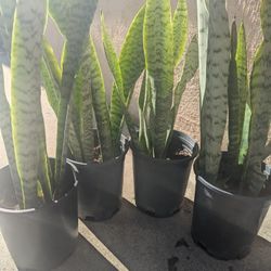 Espada De Cristo, Sansevieria Planta