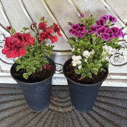 Geranium Plant Flower 