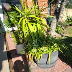Garden For Sale. Moving Everything Must Go