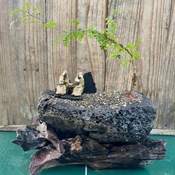 Bonsai Tree In Lava Rock Pot