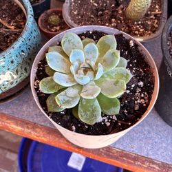 Saculenta Y Otras Muchas Mas Plantas y Variedad Plantas
