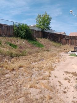 Yard Cleanup