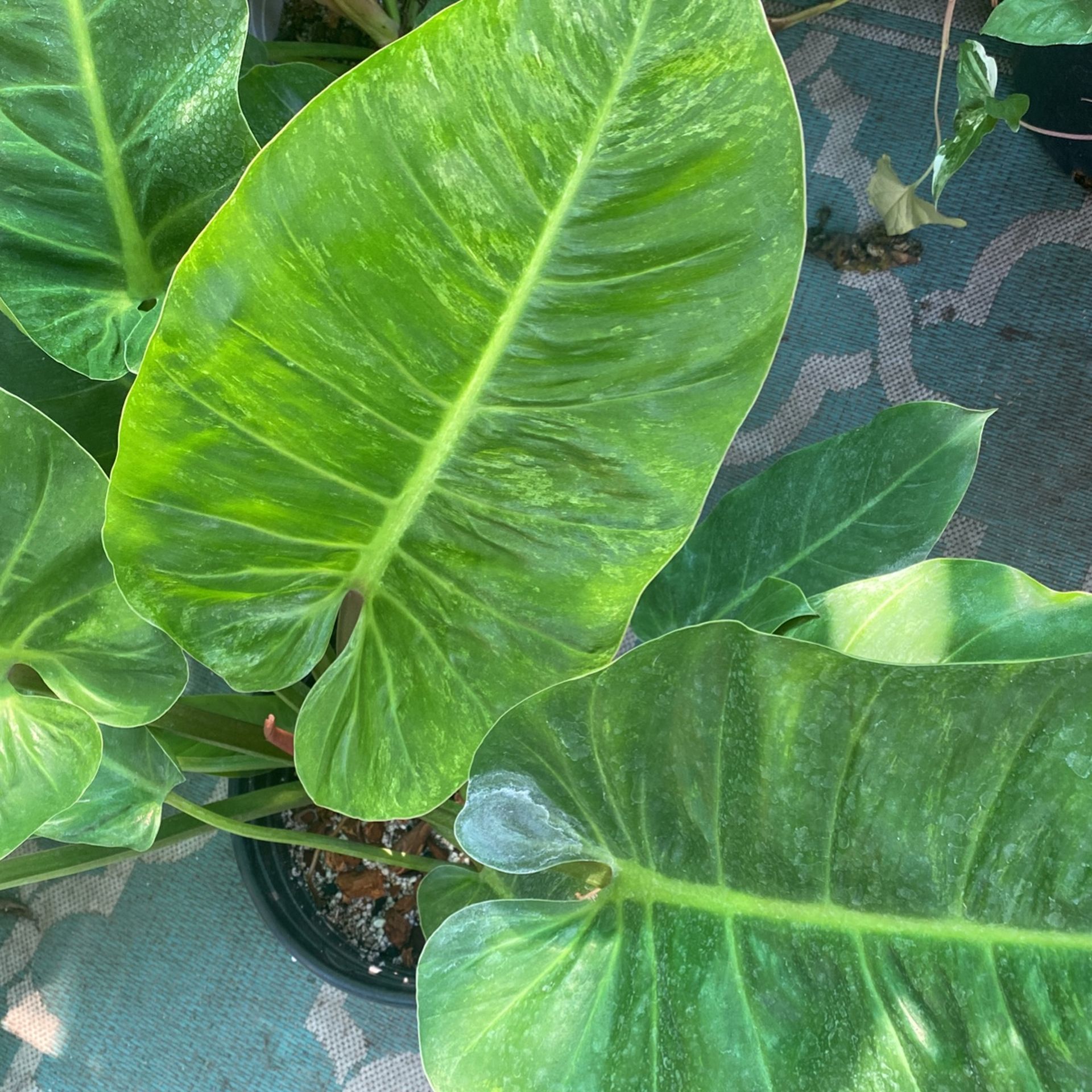 philodendron hederaceum Philodendron hederaceum Heartleaf