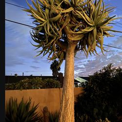 Aloe Dichotoma (Quiver Tree)