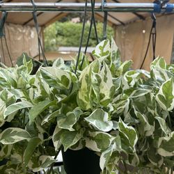 POTHOS N’JOY , 6 Inches Pot, Variegated Leaves