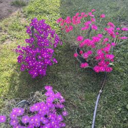 Ice Plants 
