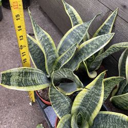 Premium***6” pot super healthy snake plant, 95820