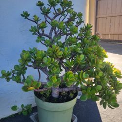 Large Jade Plant