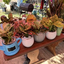 Planta For Sale 