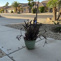 Wandering Jew Pot 