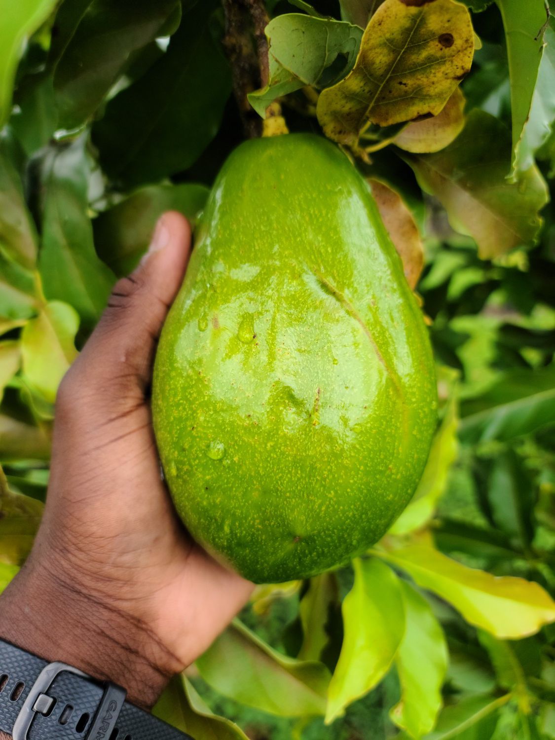 Fresh Florida Avocado - Aguacate Fresca