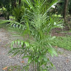 Bamboo palm