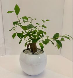 Ginseng bonsai plant in 6” ceramic pot