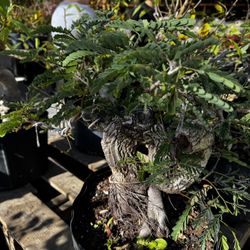 Bonsai Tree 