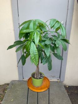 Pachira Braided Money Tree House Plant 6” Pot