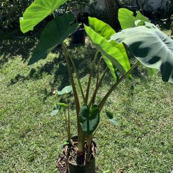 Edible Elephant Ear Plant