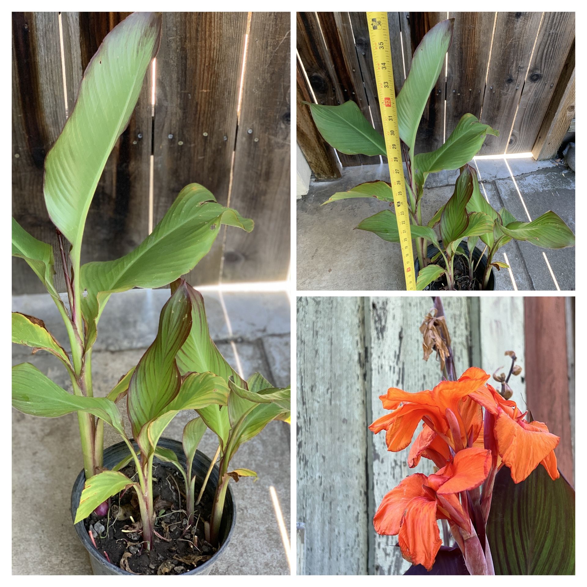 Red Orange Flower Canna Lily in 3 Gallon Pot Live Plant Cash only