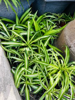 Healthy spider plant