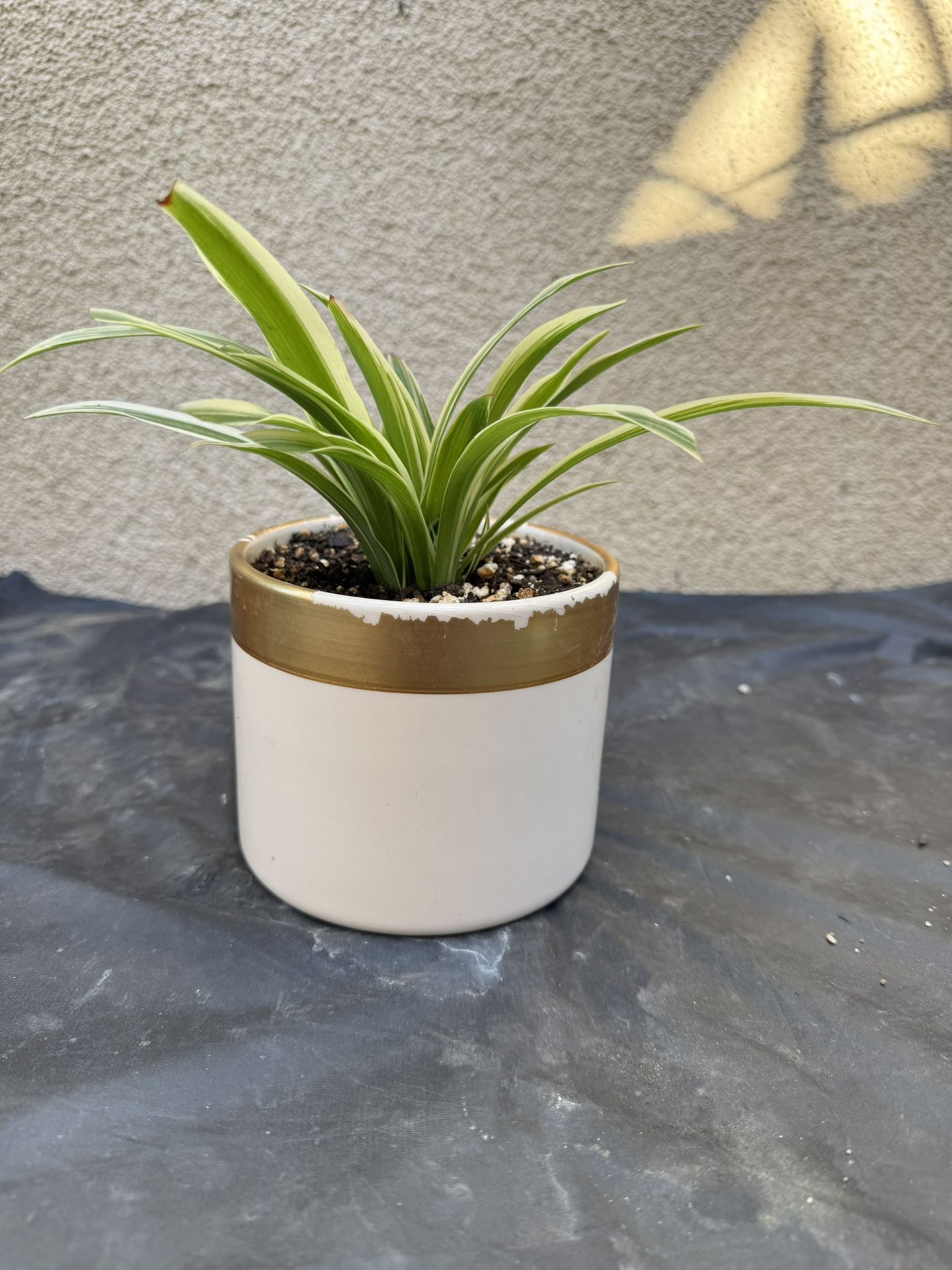 Spider Plant