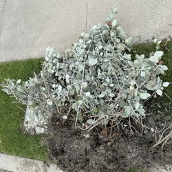 Free Silver Leaf Plants