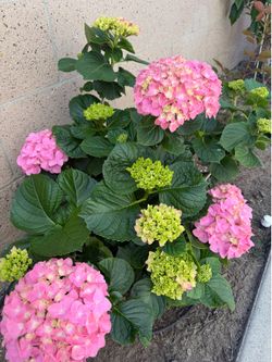 Light pink hydrangea starters with roots 1 gallon