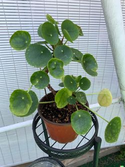 Pilea plant