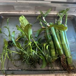 Aquarium Plant Bundle