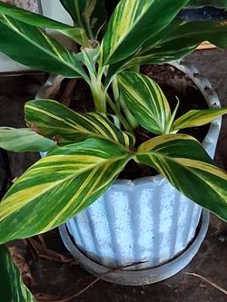 Variegated Tropical Plant in White Pot shell ginger