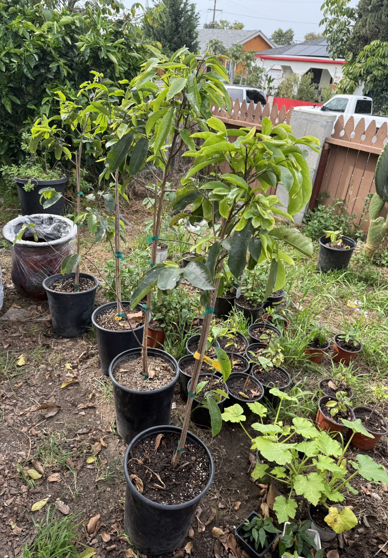 Guanabana Trees