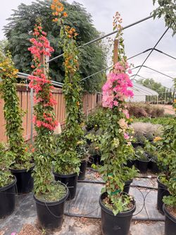 Bougainville 15 gal