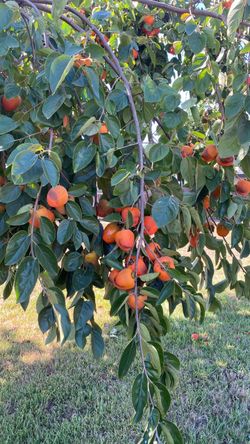 Persimmon
