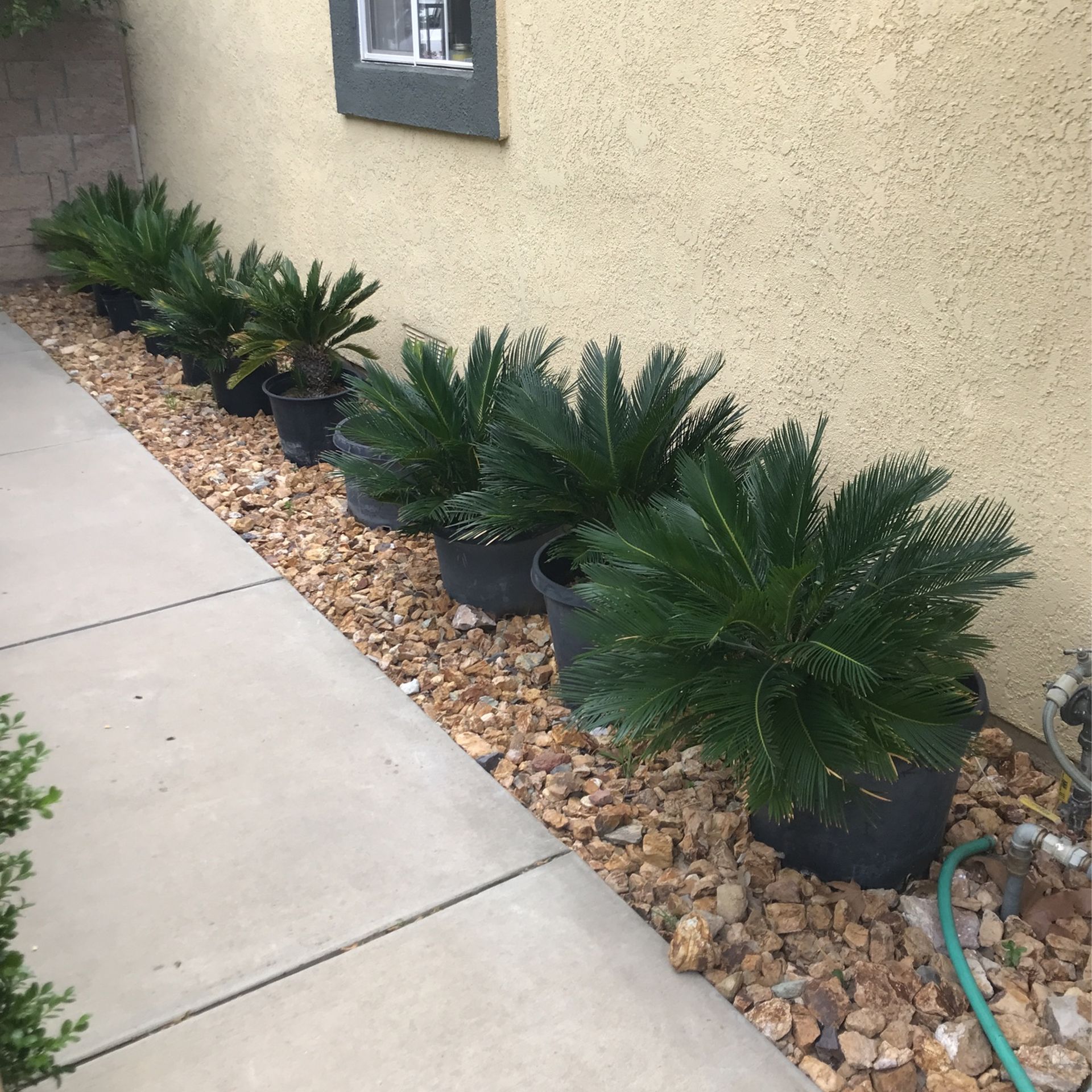 Sago Palms / Draught Friendly