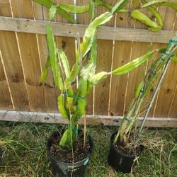 Maui Dragonfruit Plant