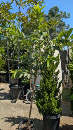 Guava Tree