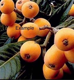 / Loquats /Árbol De Níspero