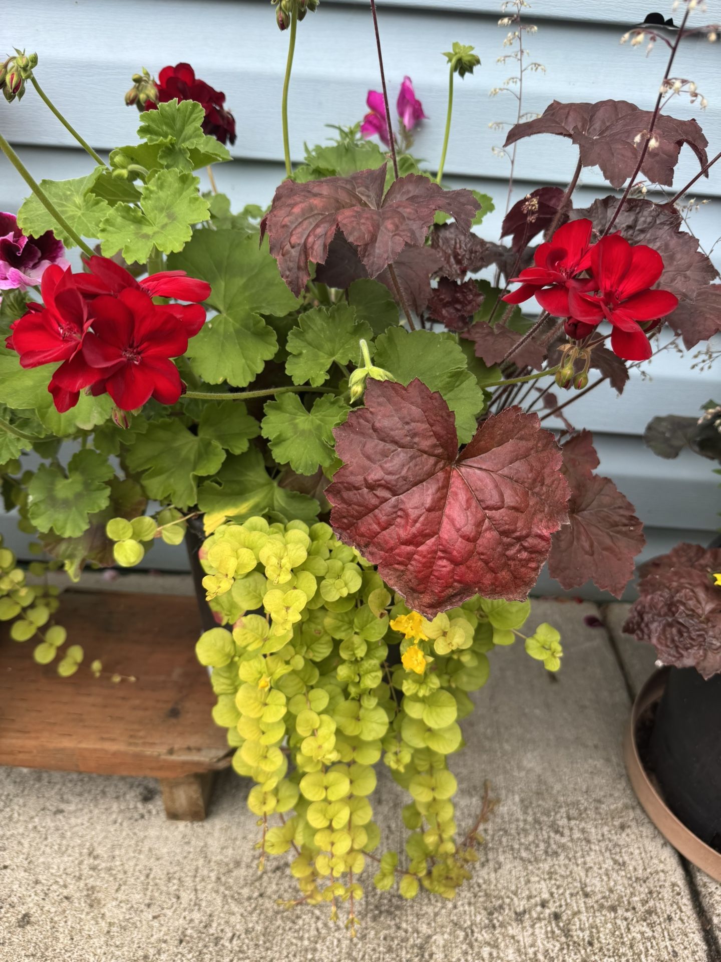 plants In Big nursery pots $15 each