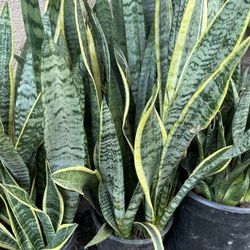 Snake Plant. different leaves /Lengua De Suegra