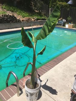 $20 banana tree in 5 gallon, grow some  fruit!