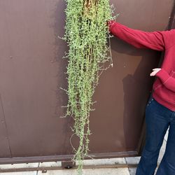 6” strings of bananas XL