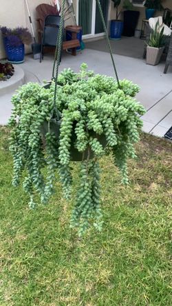 Plant