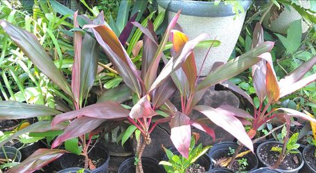 Cordiline Hawaiian Ti Landscape plant